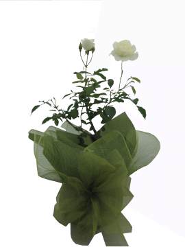 Iceberg Rose Plant