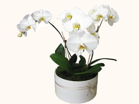 3 Phalaenopsis Orchids In Large Round Ceramic Vase