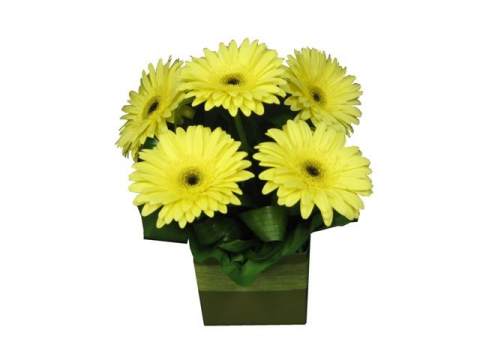 Gerbera Flower Box