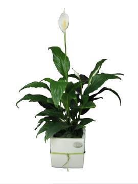 Potted Spathyphillum (Peace Lilly) Plant