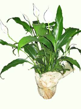 Spathiphyllum Plant (Peace Lily) beautifully wrapped