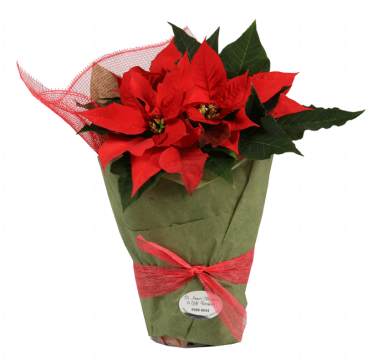 Poinsettia Pot Plant