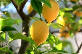 Lemon Tree