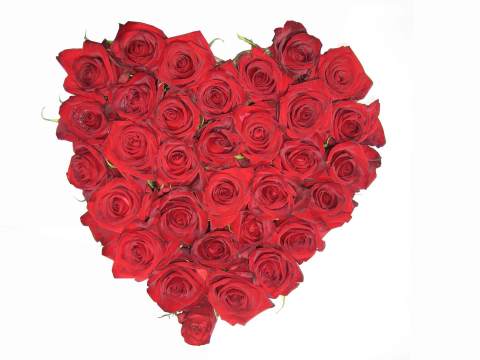 Valentines Premium Rose Love Heart